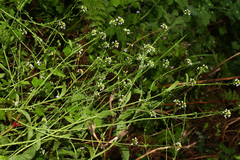 Calepina irregularis