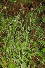 Calepina irregularis