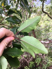 Cheirodendron trigynum