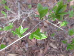 Symplocos sawafutagi