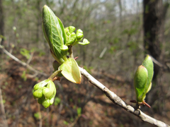 Lindera erythrocarpa