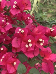 Bougainvillea