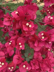 Bougainvillea