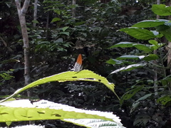 Drupadia ravindra moorei