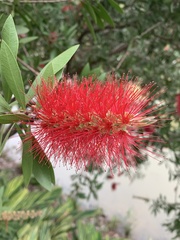 Melaleuca