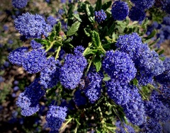 Ceanothus papillosus