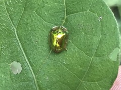 Charidotella succinea