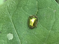 Charidotella succinea