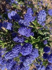 Ceanothus papillosus