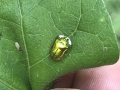 Charidotella succinea