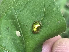 Charidotella succinea