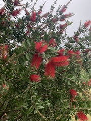Melaleuca