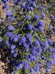 Ceanothus papillosus