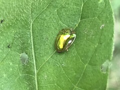 Charidotella succinea