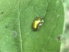 Charidotella succinea