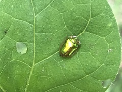 Charidotella succinea