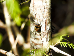 Criorhina bubulcus