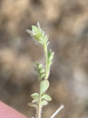 Polemonium micranthum