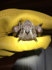 Artibeus jamaicensis