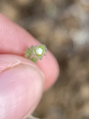 Polemonium micranthum