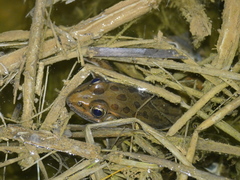 Lithobates blairi