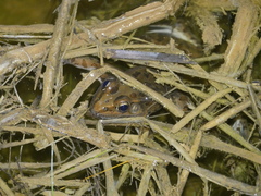 Lithobates blairi