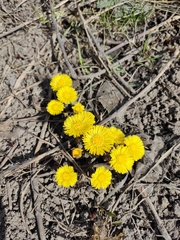 Tussilago farfara