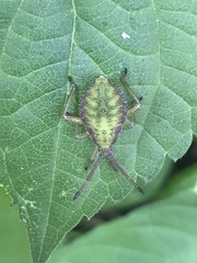 Piezogaster indecorus