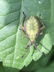 Piezogaster indecorus