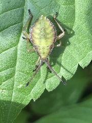 Piezogaster indecorus