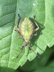 Piezogaster indecorus