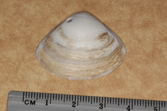 Mactra australis