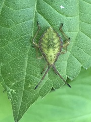 Piezogaster indecorus