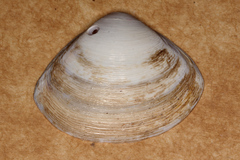 Mactra australis