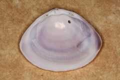 Mactra australis