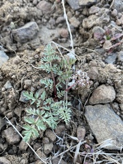 Lomatium canbyi