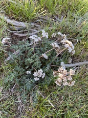 Lomatium canbyi