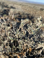 Artemisia rigida