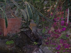 Turdus rufopalliatus