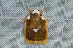 Lobobasis niveimaculata
