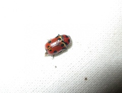 Cryptocephalus sarafschanensis