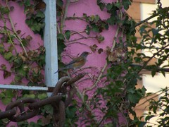 Turdus rufopalliatus