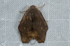 Macaduma