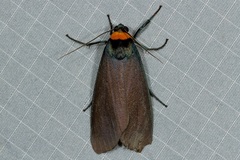 Macrobrochis staudingeri