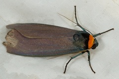 Macrobrochis staudingeri