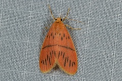 Miltochrista pingera