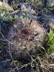 Pediocactus nigrispinus