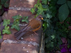 Turdus rufopalliatus