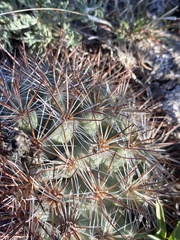 Pediocactus nigrispinus