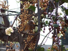 Turdus rufopalliatus